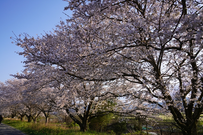 京都_桜_2020_33　大堰川堤防　No2