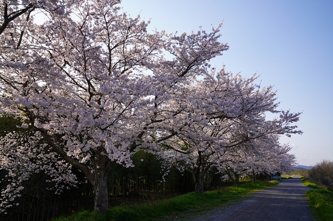 京都_桜_2020_33　大堰川堤防　No3