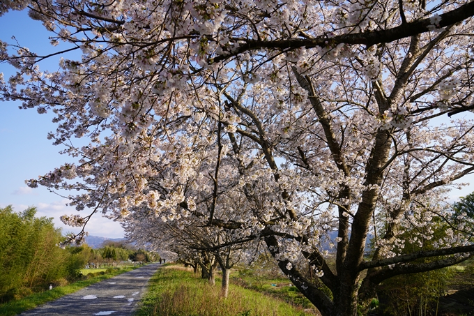 京都_桜_2020_33　大堰川堤防　No4