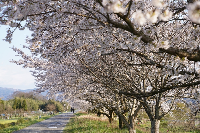 京都_桜_2020_33　大堰川堤防　No5