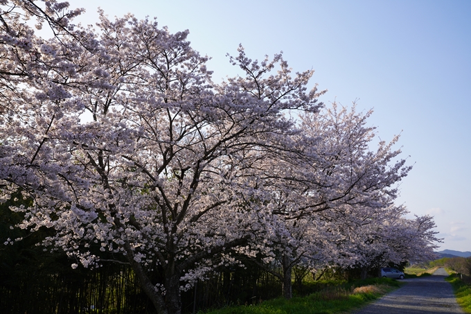 京都_桜_2020_33　大堰川堤防　No6