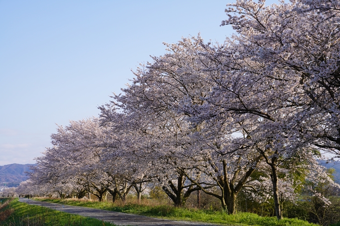 京都_桜_2020_33　大堰川堤防　No7