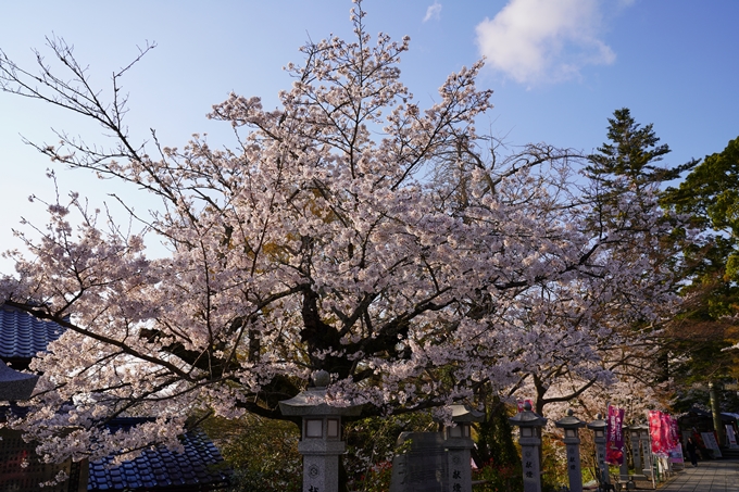 京都_桜_2020_34　出雲大神宮　No3