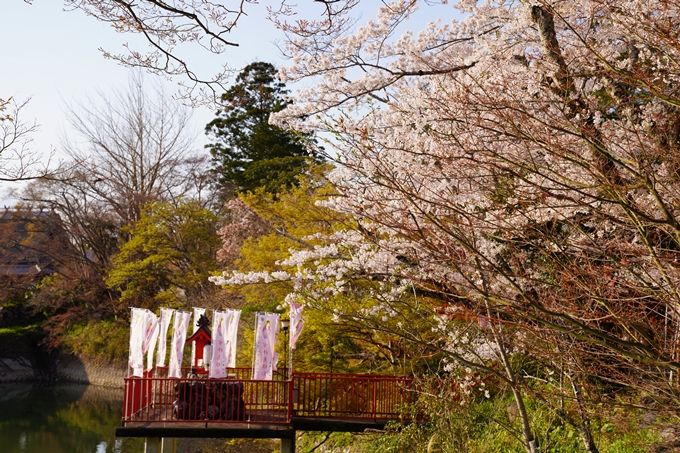 京都_桜_2020_34　出雲大神宮　No4