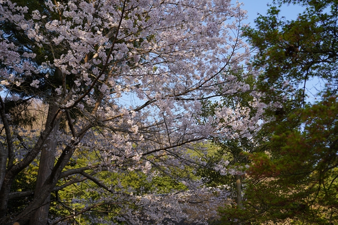 京都_桜_2020_34　出雲大神宮　No5