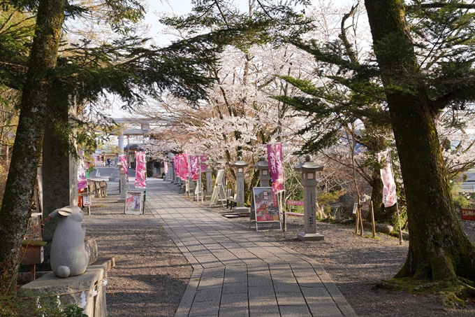 京都_桜_2020_34　出雲大神宮　No6