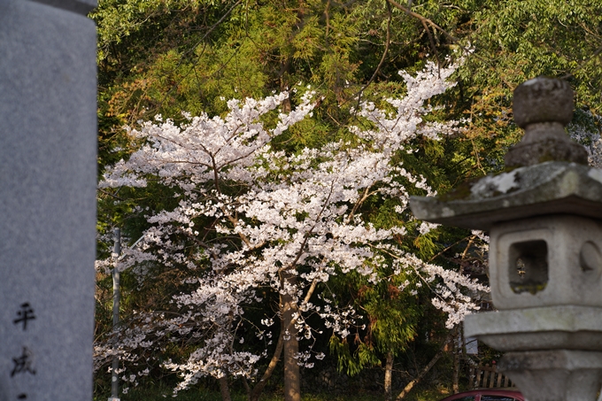 京都_桜_2020_34　出雲大神宮　No7