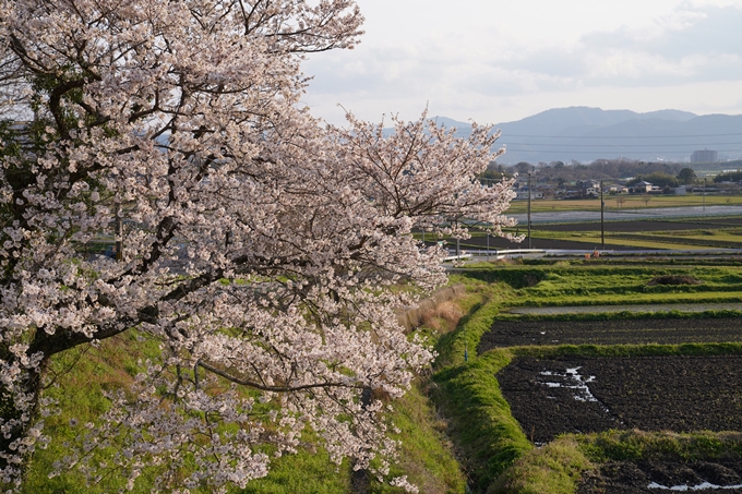 京都_桜_2020_34　出雲大神宮　No8