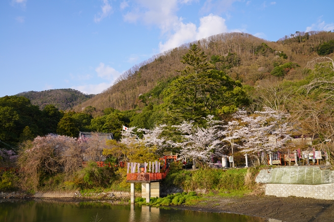 京都_桜_2020_34　出雲大神宮　No9