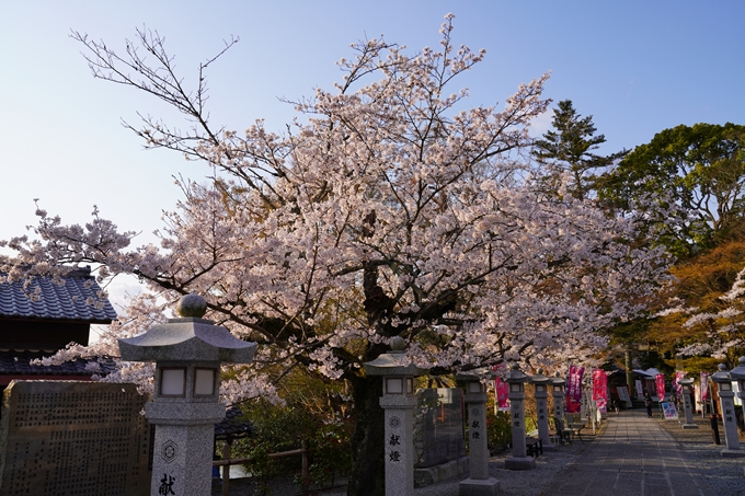 京都_桜_2020_34　出雲大神宮　No11