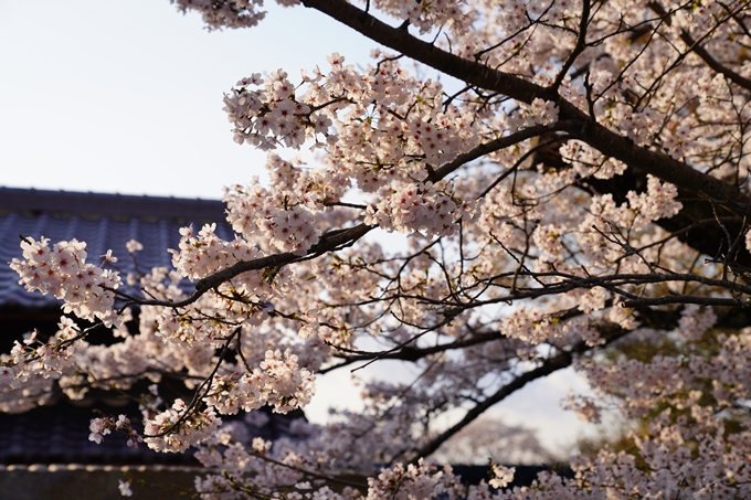 京都_桜_2020_34　出雲大神宮　No12