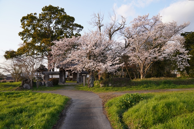 京都_桜_2020_34　出雲大神宮　No2