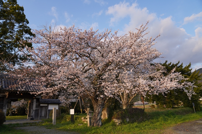 京都_桜_2020_34　出雲大神宮　No3