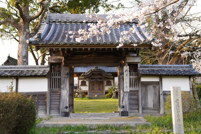 京都_桜_2020_34　出雲大神宮　No4