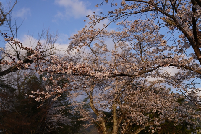 京都_桜_2020_34　出雲大神宮　No5