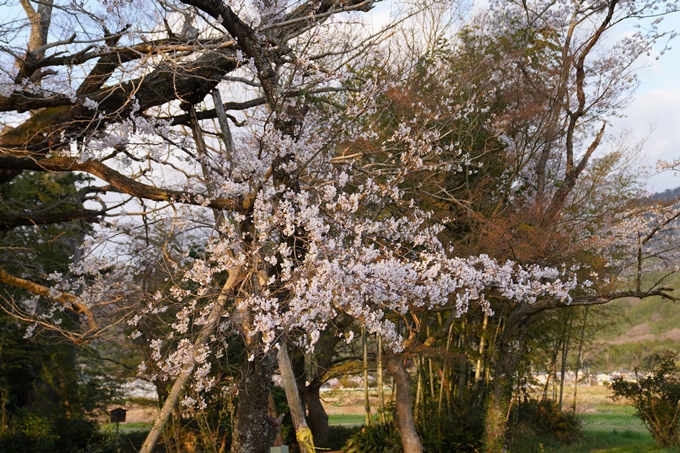 京都_桜_2020_34　出雲大神宮　No6