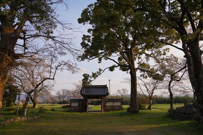 京都_桜_2020_34　出雲大神宮　No9