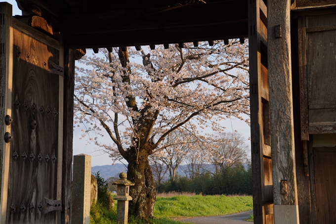 京都_桜_2020_34　出雲大神宮　No10