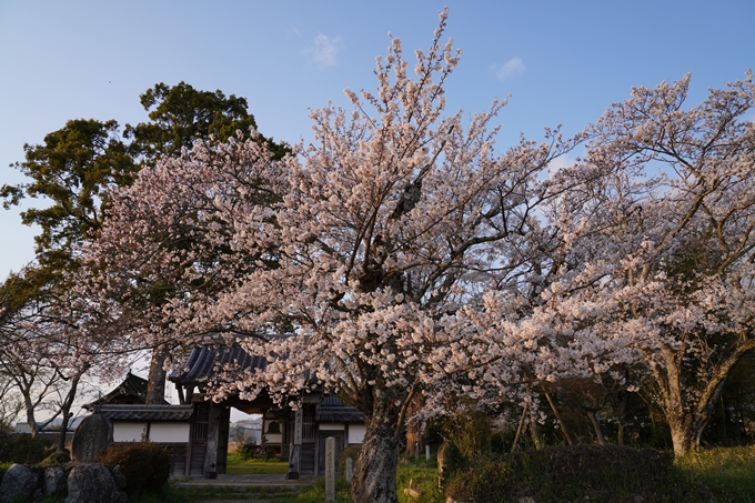 京都_桜_2020_34　出雲大神宮　No11