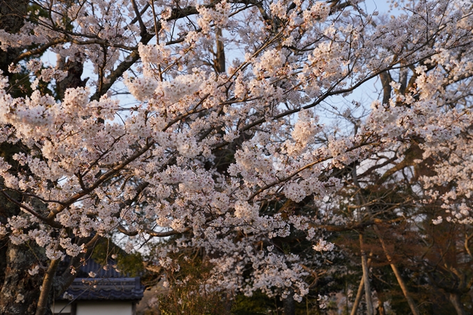 京都_桜_2020_34　出雲大神宮　No12