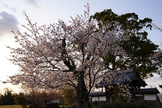 京都_桜_2020_34　出雲大神宮　No13