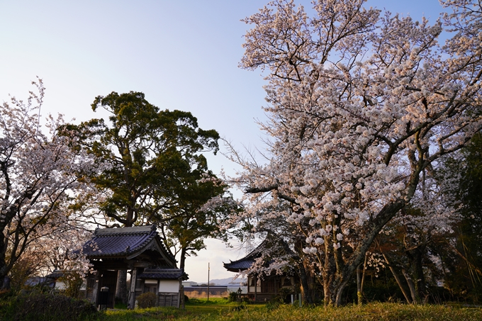 京都_桜_2020_34　出雲大神宮　No14