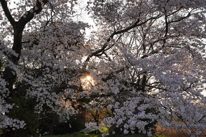 京都_桜_2020_34　出雲大神宮　No15