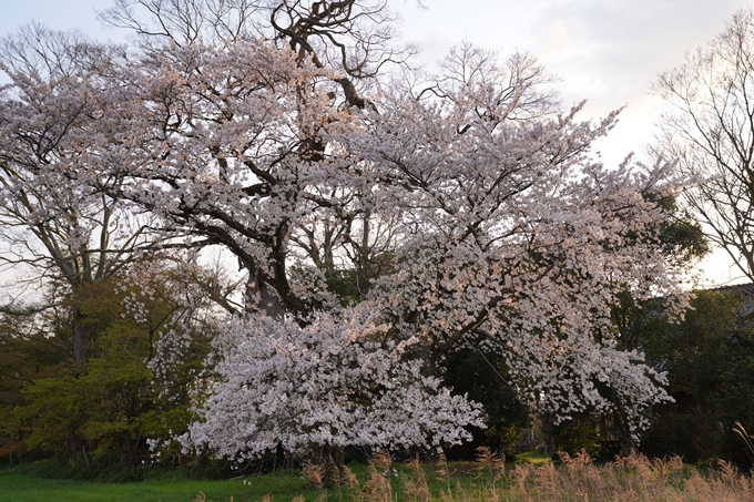 京都_桜_2020_34　出雲大神宮　No16