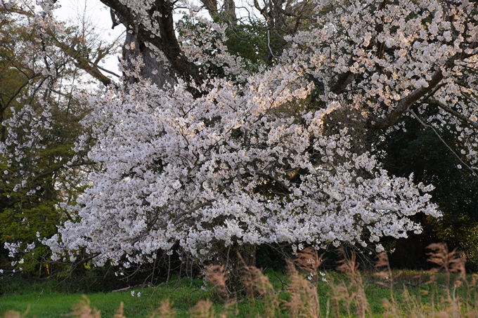 京都_桜_2020_34　出雲大神宮　No17