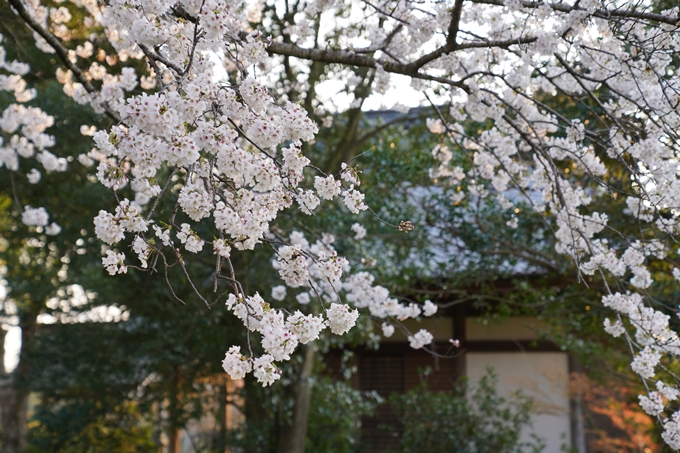 京都_桜_2020_34　出雲大神宮　No18