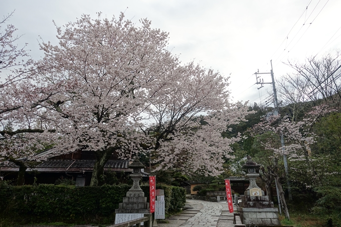 京都_桜_2020_19　大豊神社　No3