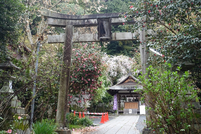 京都_桜_2020_19　大豊神社　No5