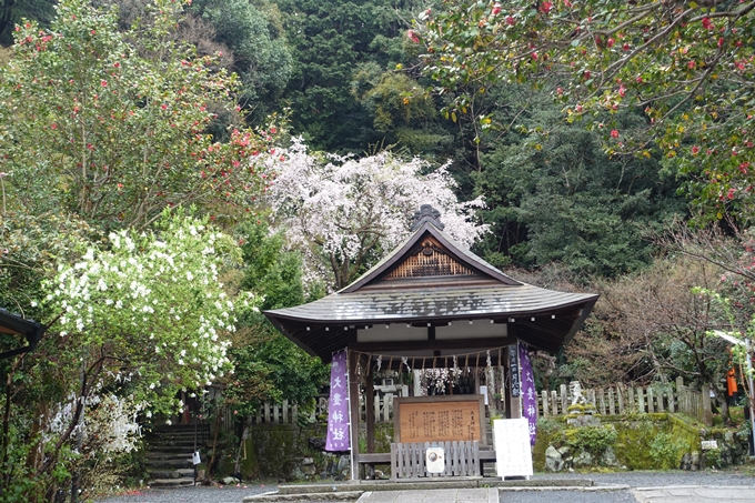 京都_桜_2020_19　大豊神社　No6