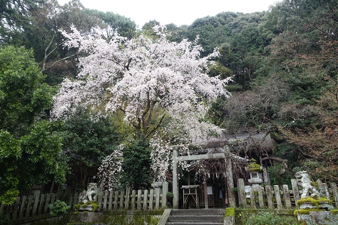 京都_桜_2020_19　大豊神社　No7