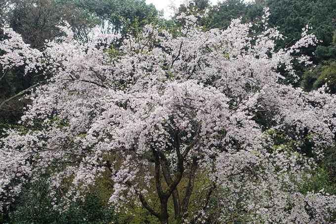 京都_桜_2020_19　大豊神社　No8