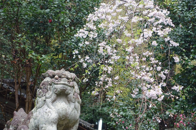 京都_桜_2020_19　大豊神社　No9