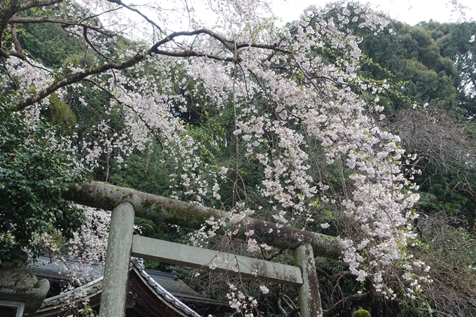 京都_桜_2020_19　大豊神社　No11