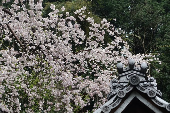 京都_桜_2020_19　大豊神社　No12