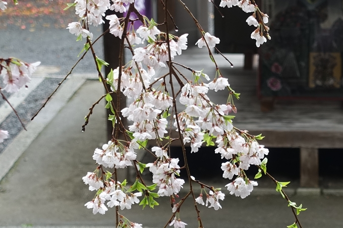 京都_桜_2020_19　大豊神社　No14