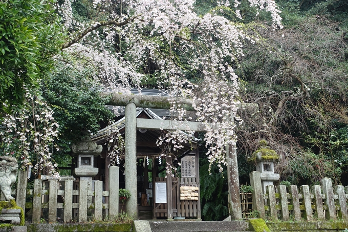 京都_桜_2020_19　大豊神社　No15