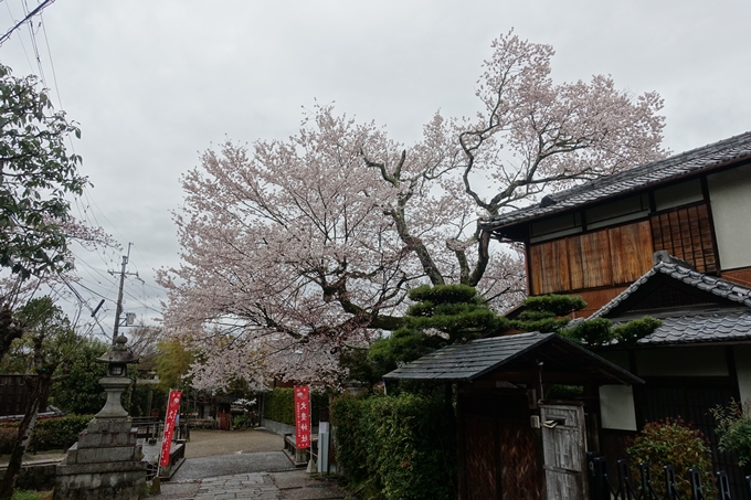 京都_桜_2020_19　大豊神社　No16