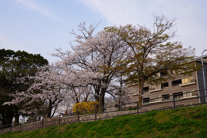 京都_桜_2020_35　鴨川　No2