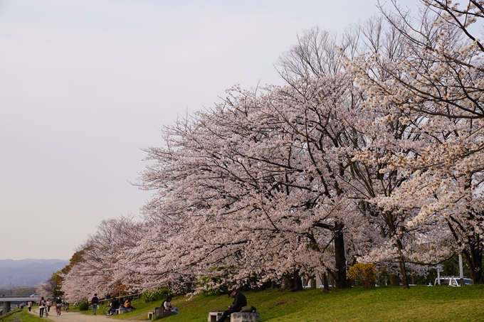 京都_桜_2020_35　鴨川　No3