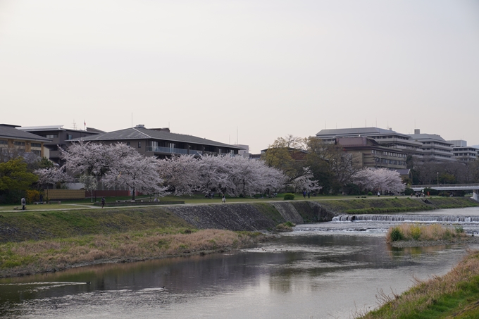 京都_桜_2020_35　鴨川　No4