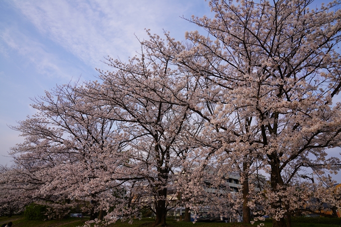 京都_桜_2020_35　鴨川　No5