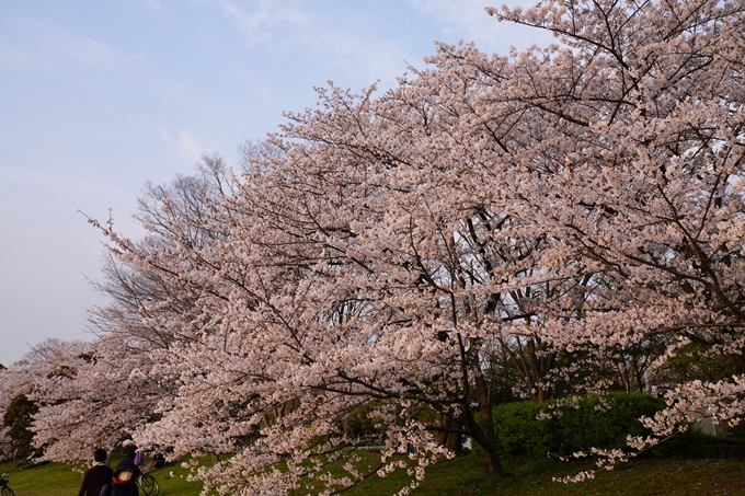 京都_桜_2020_35　鴨川　No6