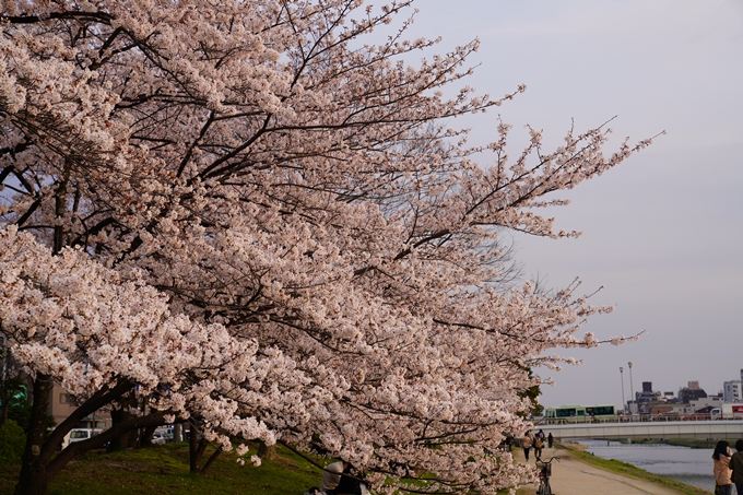 京都_桜_2020_35　鴨川　No7