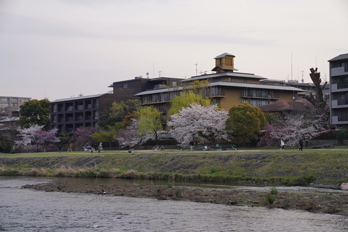 京都_桜_2020_35　鴨川　No8