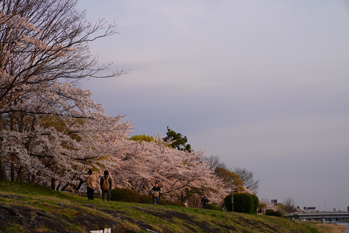 京都_桜_2020_35　鴨川　No9