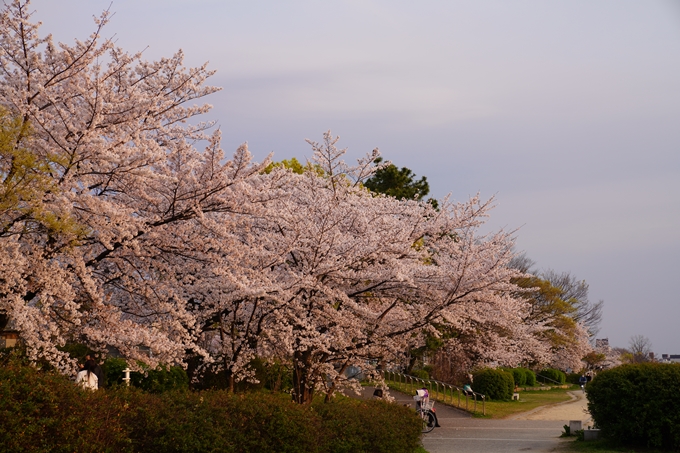 京都_桜_2020_35　鴨川　No10